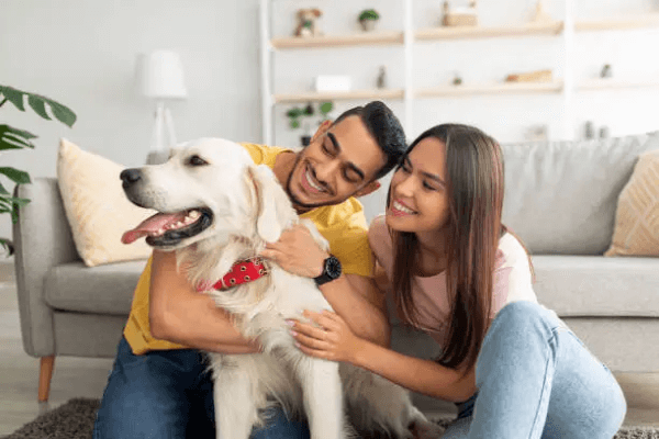 Pets in the property